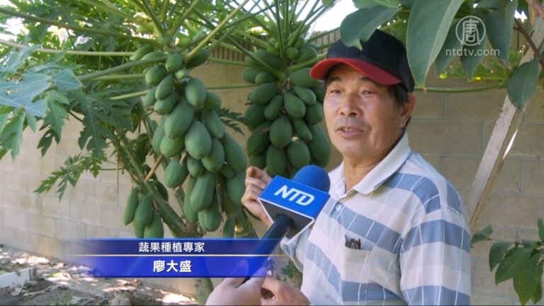 木瓜健脾促消化 種植專家：注意澆水保暖