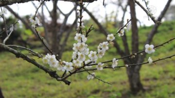 賞梅新祕境 梅山太興村百年老梅盛開