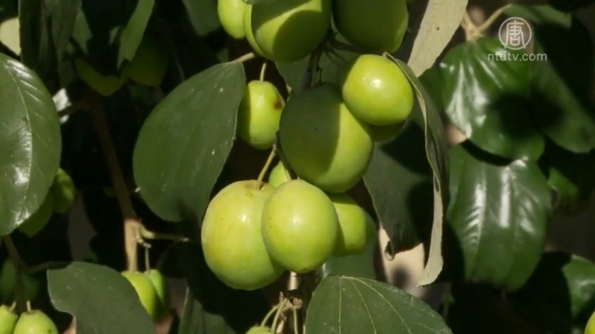 專家談香甜青棗種植訣竅 除去樹葉多澆水