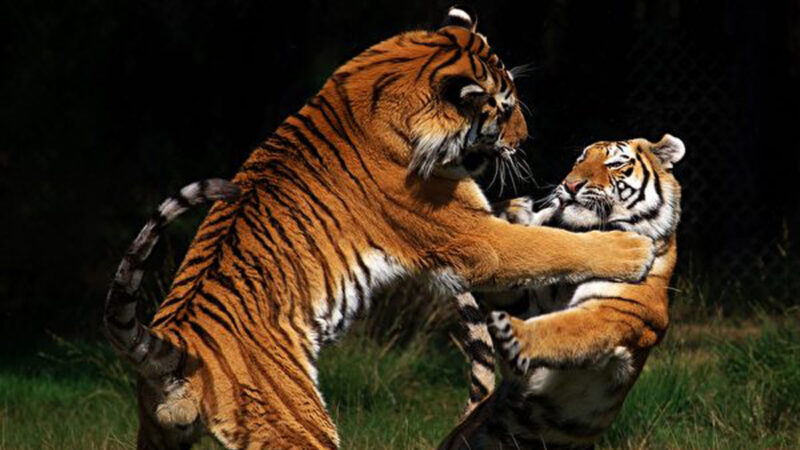 看保护区内两只老虎争地盘 游客惊叹