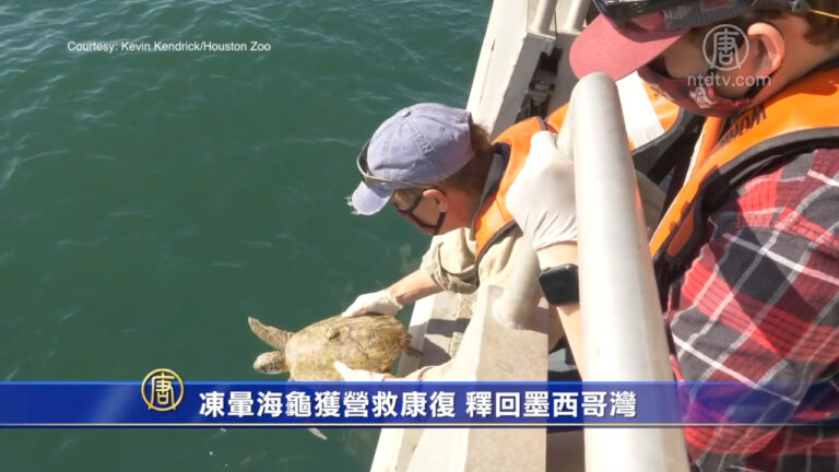 凍暈海龜獲營救康復 釋回墨西哥灣