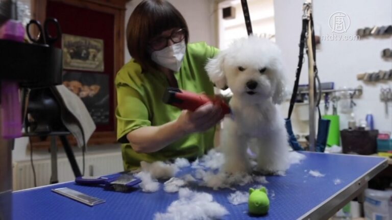 奧地利寵物待遇超主人 體驗沙龍護理