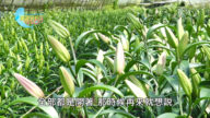 美麗心台灣：高山香水百合 創造當地經濟奇蹟