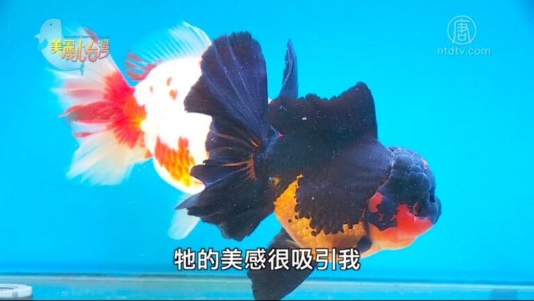美麗心台灣：林怡樓的金魚美夢