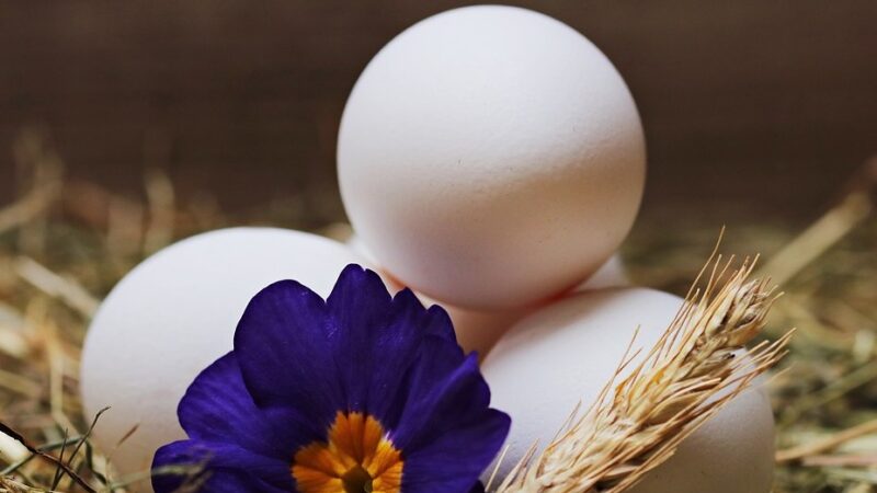 鸡蛋怎么存放及可保存多久？日本专家释疑