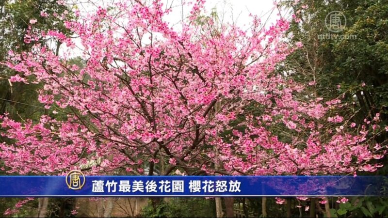 蘆竹最美後花園 櫻花怒放