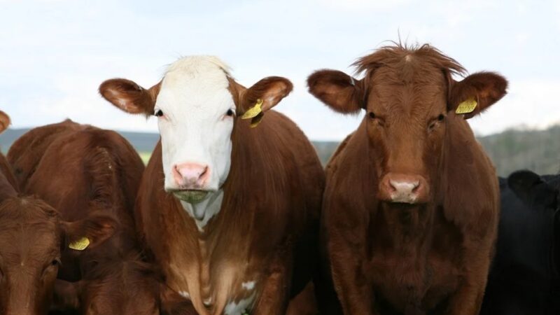 【牛年话牛】中国古代有哪些著名的“牛”