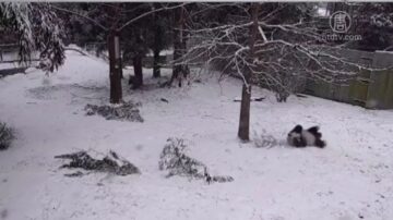 【大千世界】熊猫滑雪萌到爆 大象罕遇下雪兴奋打滚玩