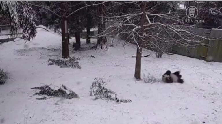 【大千世界】熊貓滑雪萌到爆 大象罕遇下雪興奮打滾玩