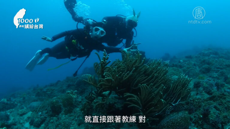 1000步的繽紛台灣：墾丁潛水 徜徉蔚藍繽紛的海底世界