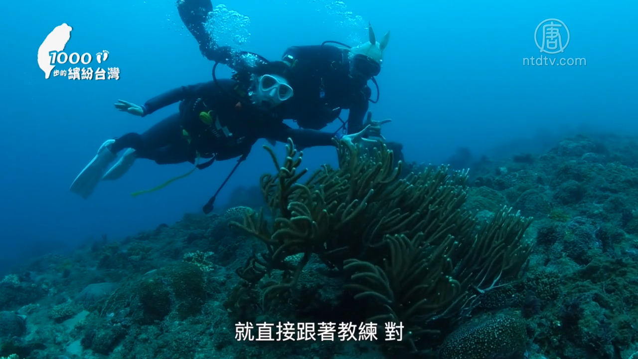 1000步的缤纷台湾 垦丁潜水徜徉蔚蓝缤纷的海底世界 珊瑚礁 台湾潜水渡假村 海洋生态 新唐人中文电视台在线