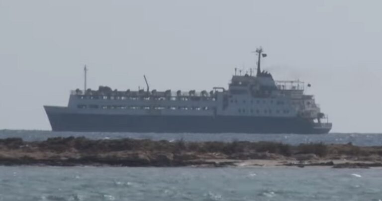 流連地中海 逾850頭牛找無買家恐被撲殺