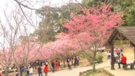 高雄寶山「櫻花公園」滿開 滿山粉雨吸引遊客打卡