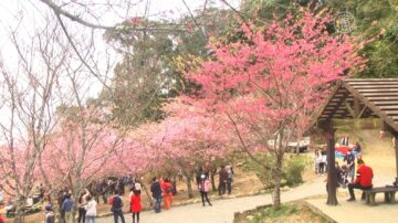 高雄寶山「櫻花公園」滿開 滿山粉雨吸引遊客打卡