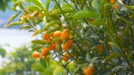 專家談金桔豐收要點 剪枝和矮化是關鍵
