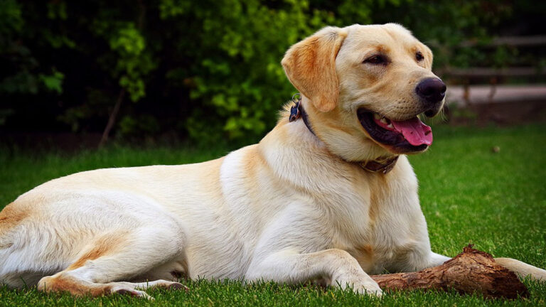 嗅探犬退休 印度警察列隊為牠送行