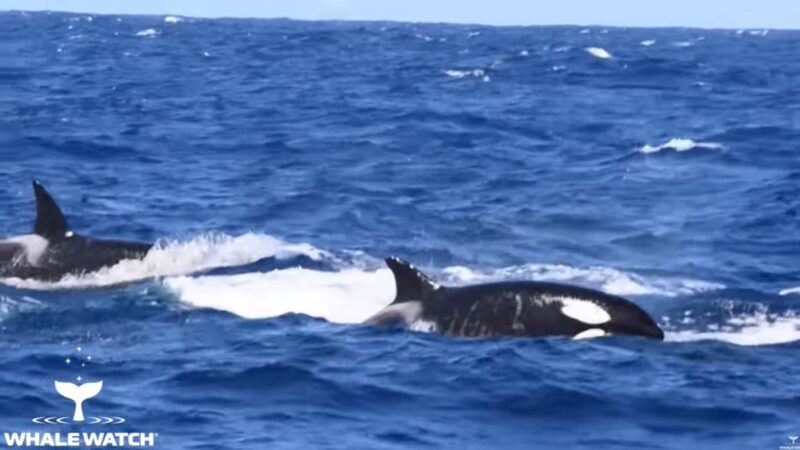 海洋大战！70杀人鲸围捕16米蓝鲸 缠斗4小时(视频)