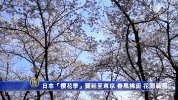 日本“樱花季”蔓延至东京 春风拂面 花开满园