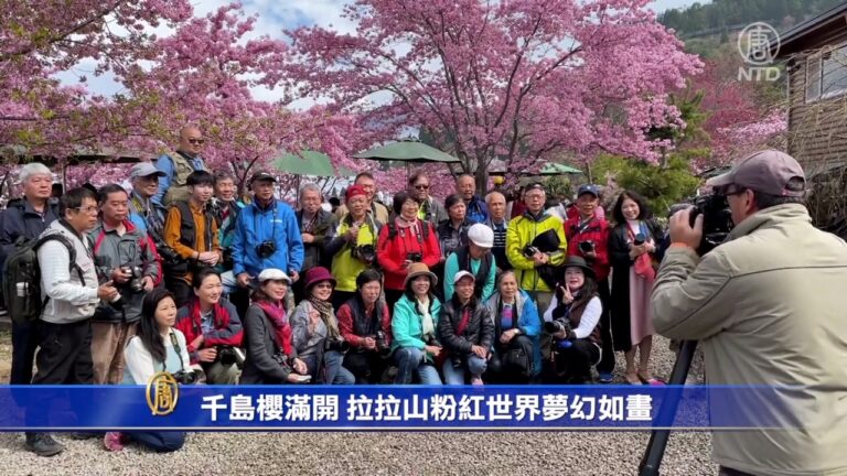 千島櫻滿開 拉拉山粉紅世界夢幻如畫