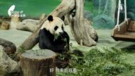 1000步的繽紛台灣：台北動物園貓空