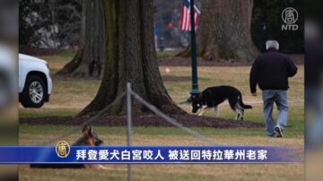 時事拼盤：拜登愛犬白宮咬人 被送回老家