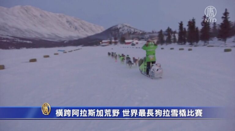橫跨阿拉斯加荒野 世界最長狗拉雪橇比賽