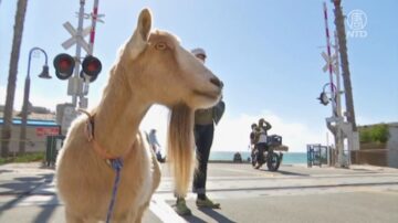 乘风破浪不怕险 加州山羊成冲浪活教材