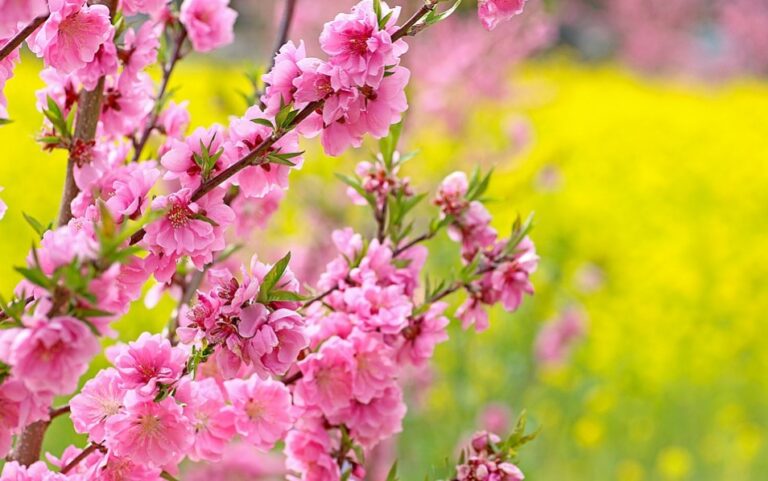 砍柴誤入桃花源 一瞬間已過七天