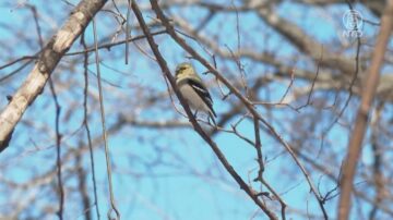 紐約中央公園觀鳥 社交距離下的樂趣