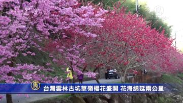 台灣雲林古坑草嶺櫻花盛開 花海綿延兩公裡