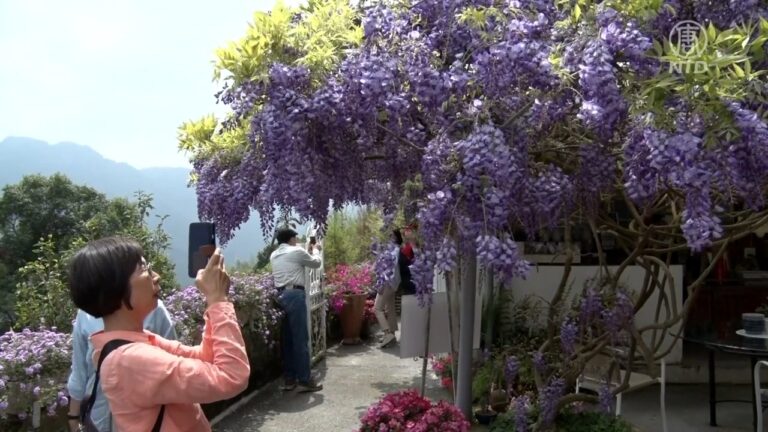 阿里山上的「紫色秘境」 瑞里紫藤花超夢幻