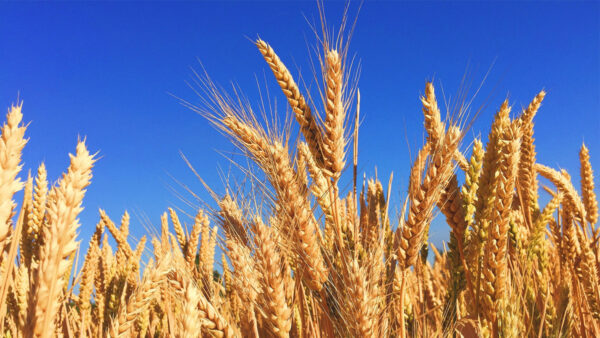 中国抢购美国白小麦美农民收益大涨 谷物 饲料 玉米 新唐人中文电视台在线