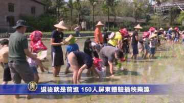 退後就是前進！150人屏東體驗插秧樂趣