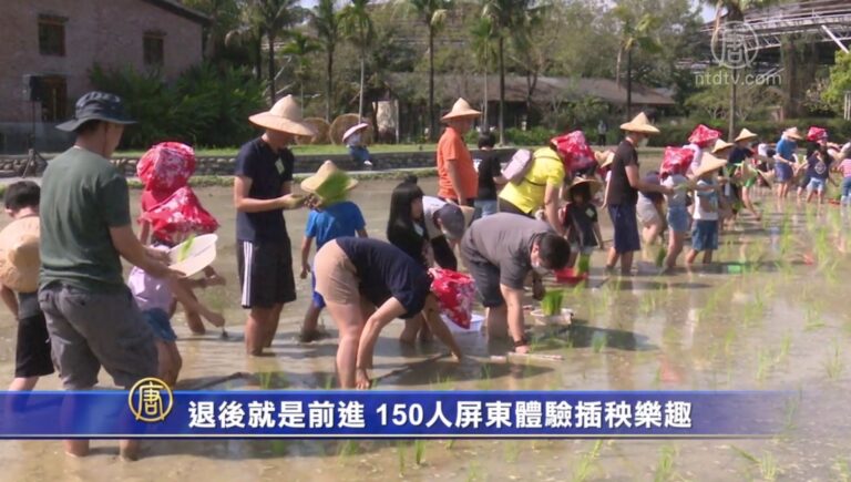 退後就是前進！150人屏東體驗插秧樂趣