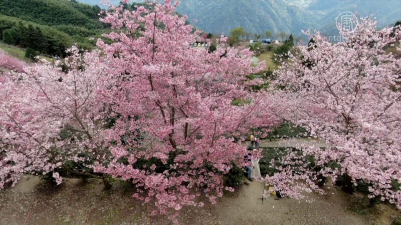 新竹山上櫻花盛開 有如走進童話場景