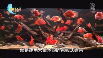 美丽心台湾：缤纷的水族造景艺术