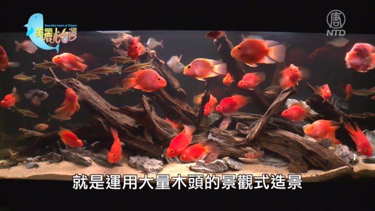美麗心台灣：繽紛的水族造景藝術