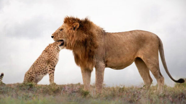 攝影師捕捉錯覺鏡頭：獅子吞下獵豹整個頭