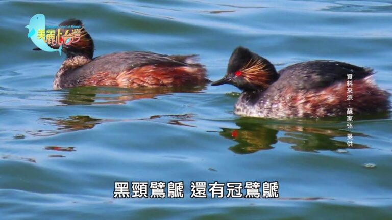 美麗心台灣：環境保護 布袋濕地的哀與愁