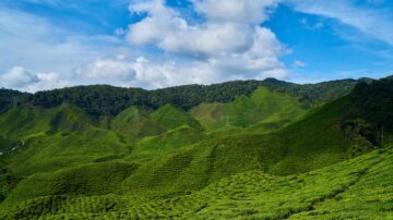 48万一斤 天价茶屡禁不止 重创茶企茶农