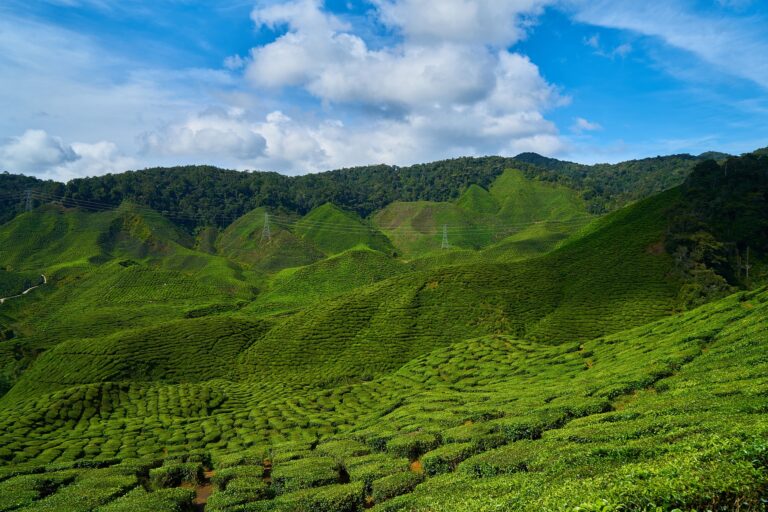 48萬一斤 天價茶屢禁不止 重創茶企茶農