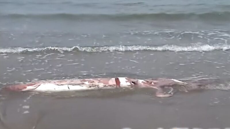 大地震前兆？ 巨大烏賊擱淺在日本海岸(視頻)