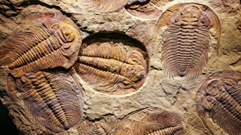 新研究：5.4亿年前的三叶虫用腿呼吸