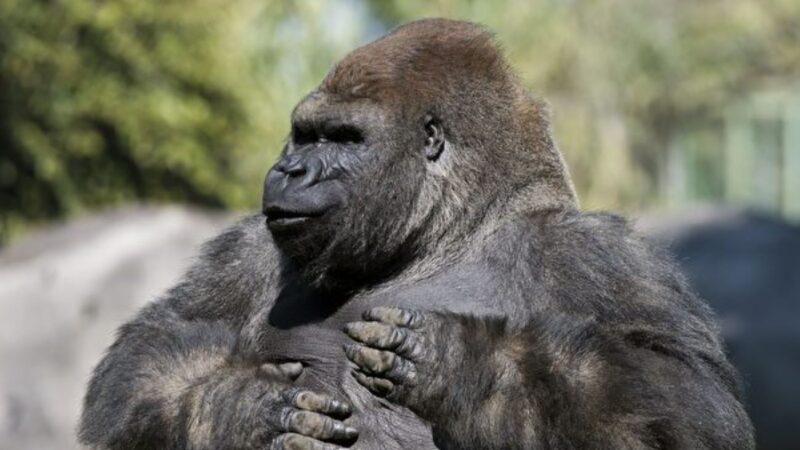 大猩猩為何左右捶胸？科學家新發現揭謎底