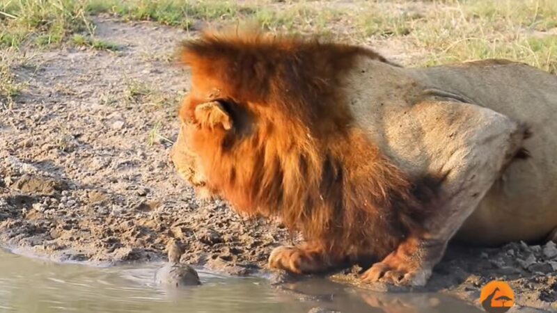 獅子喝水被小烏龜「強吻」 結果獅王被嚇跑(視頻)