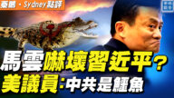 【秦鹏直播】马云吓坏习近平？ 美议员：中共是鳄鱼