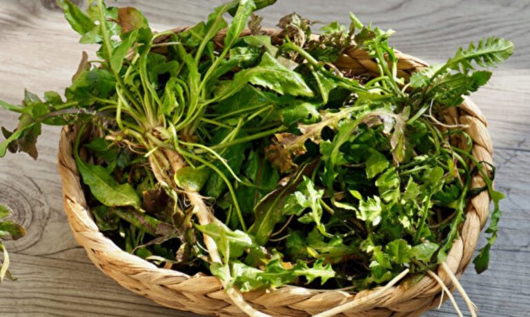 薺菜是「野菜之王」 養肝、退燒還能止血