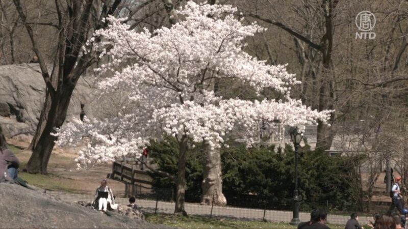 春風拂過紐約 中央公園生機勃勃