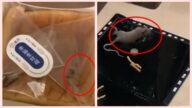 面包内藏活老鼠 上海孕妇全家崩溃：差点吓到早产