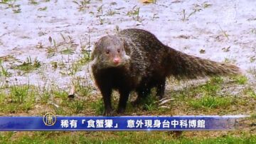 稀有野生动物“食蟹獴” 意外现身台中科博馆